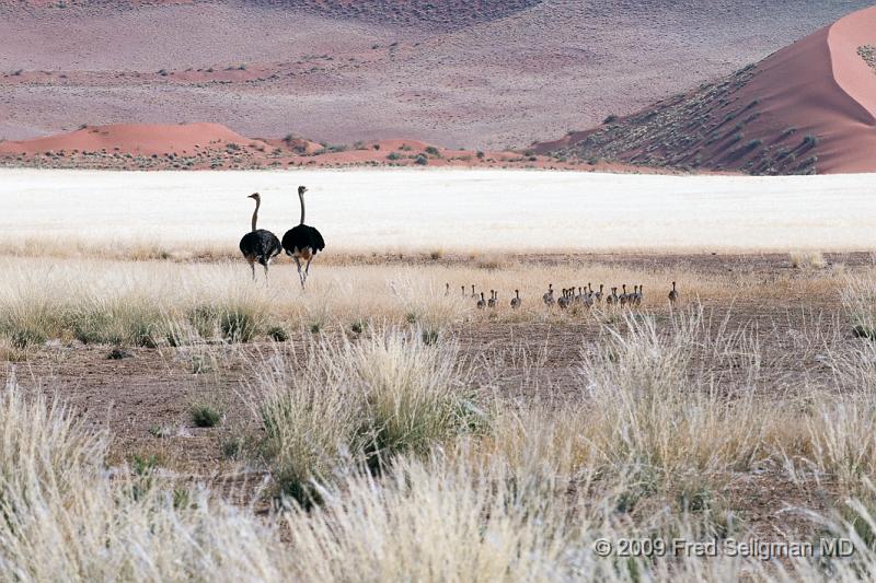 20090602_111123 D300 X1.jpg - Here we see a pair of ostriches in Sosouvlei, Namibia among the sand dunes with several of their chicks